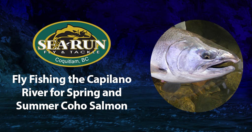 Fly Fishing the Capilano River for Spring and Summer Coho Salmon