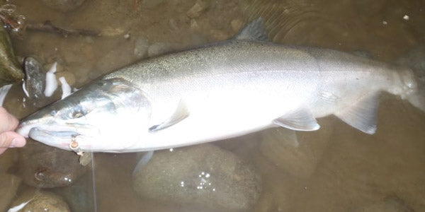 Seasonal River Fishing Overview: Late Fall & Early Winter