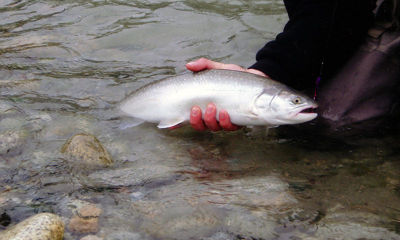 Winter and Early Spring Bull Trout Fly Fishing