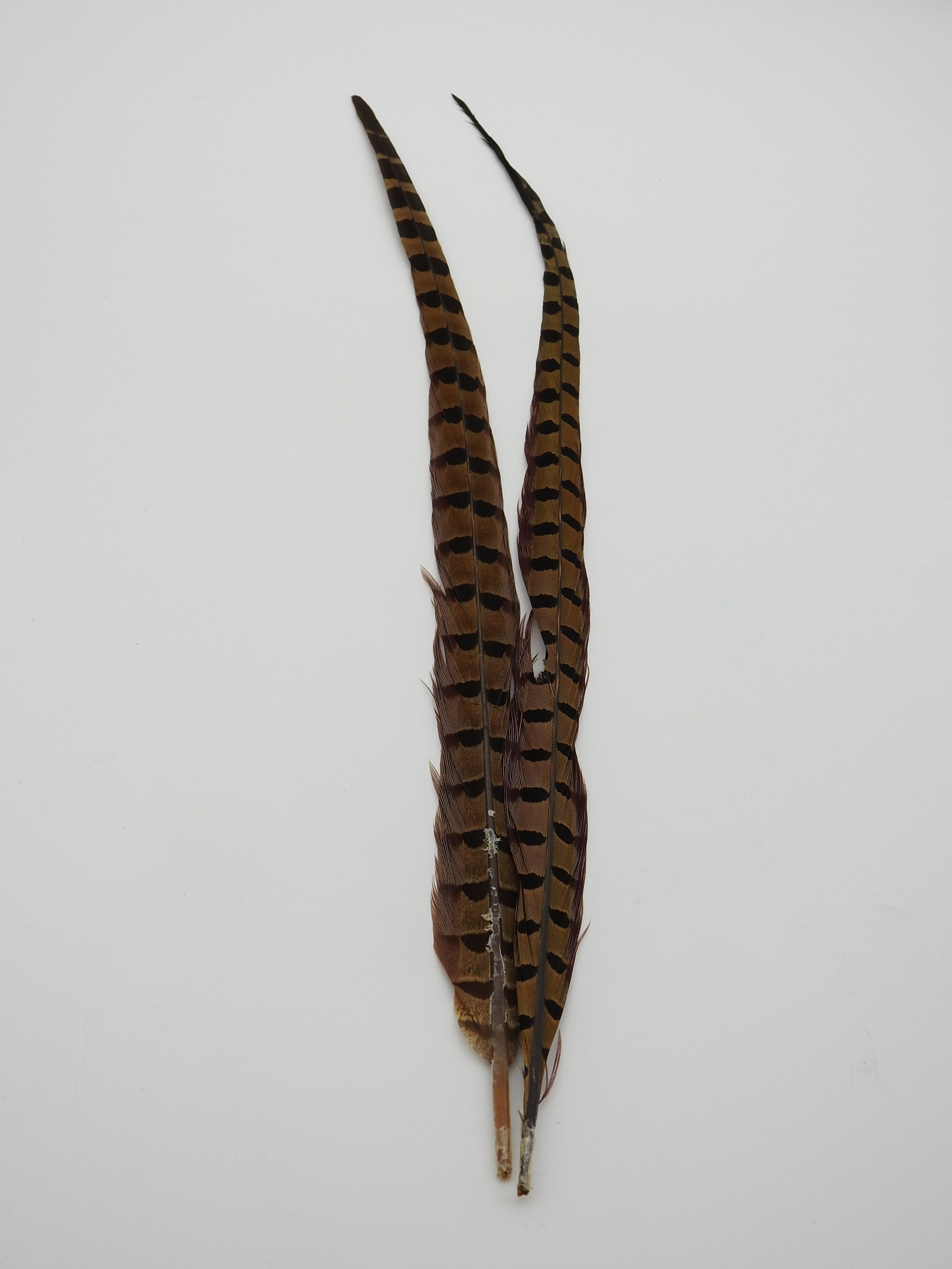 Ringneck Pheasant Tail Feathers - The Wandering Bull, LLC