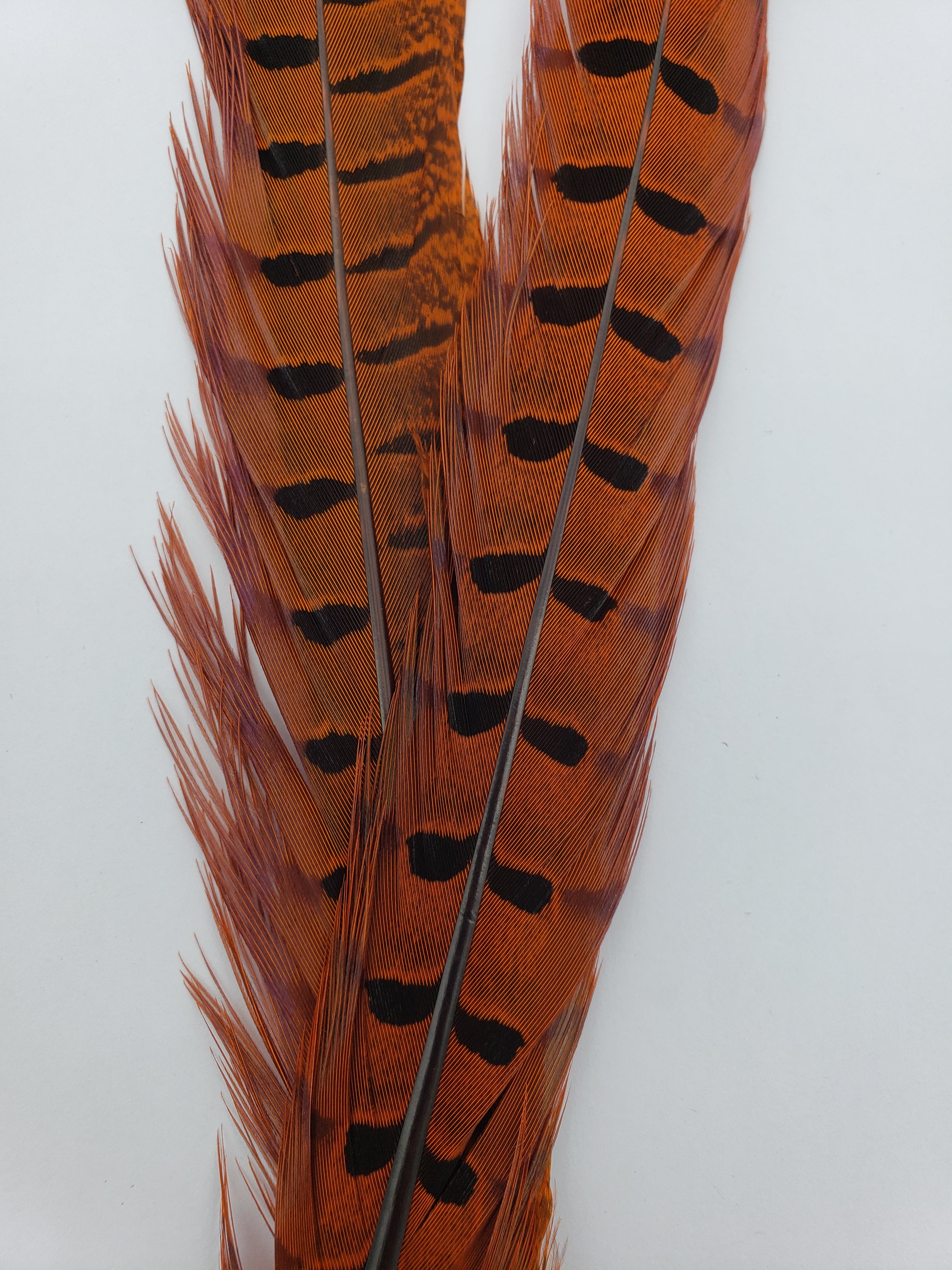 Wapsi Ringneck Pheasant Tail Feathers – Sea-Run Fly & Tackle