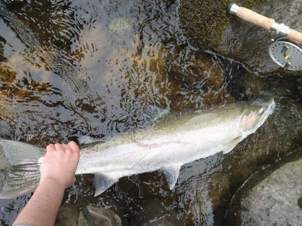 Float Fishing for BC Winter-Run Steelhead