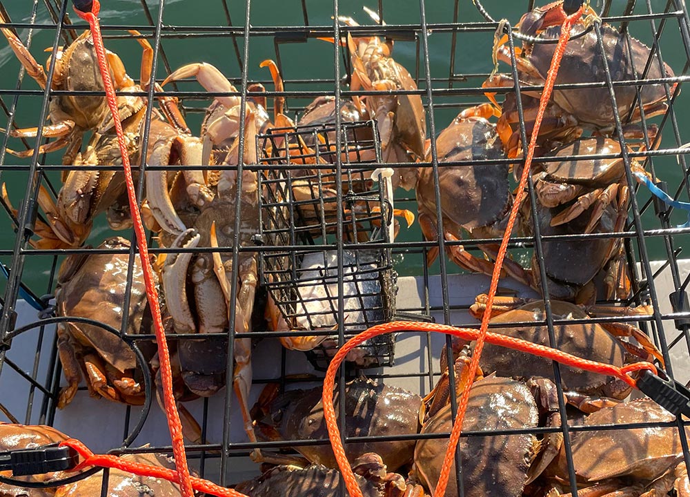 Let’s Go Crabbing – A Guide to Metro Vancouver Crab Fishing