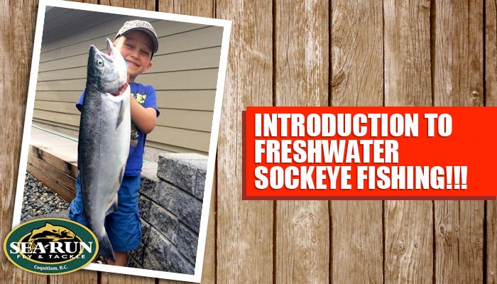 Freshwater Sockeye Fishing 101 – Sea-Run Fly & Tackle