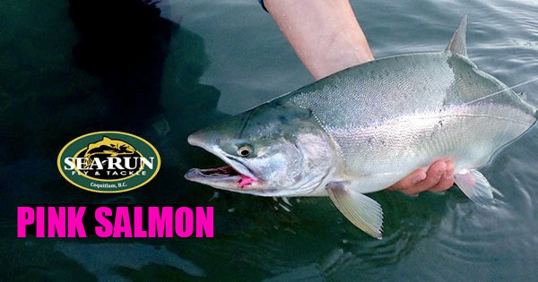 Pink Salmon 2021 Fishing Opportunities… – Sea-Run Fly & Tackle