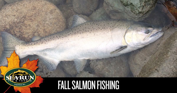 Fall Salmon Fishing – Sea-Run Fly & Tackle
