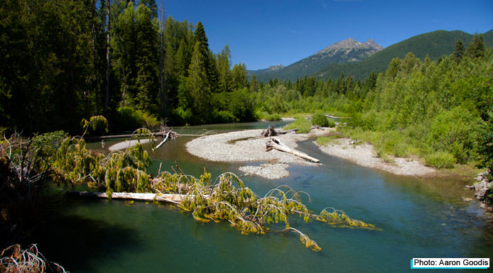Skagit River Trout Fishing Tips