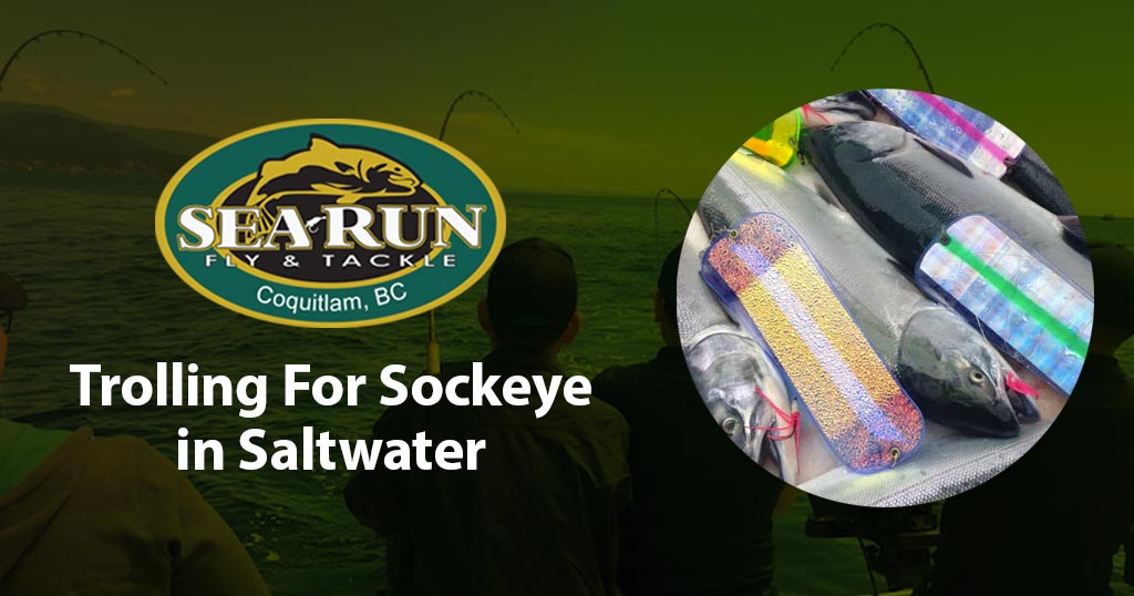 Trolling for Sockeye - Sockeye Salmon Saltwater Fishing 101