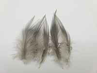 Lagartun Heron Feathers
