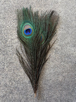 OfishL Peacock Eyes