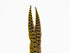 Wapsi Ringneck Pheasant Tail Feathers