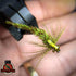 Match the Hatch - Tying Essential Stillwater Patterns for Spring & Summer with Stanton Jack
