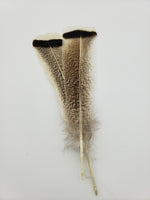 OfishL Royal Palm Mottled Turkey Tails 6 Pack