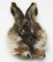 Wapsi Hares Mask